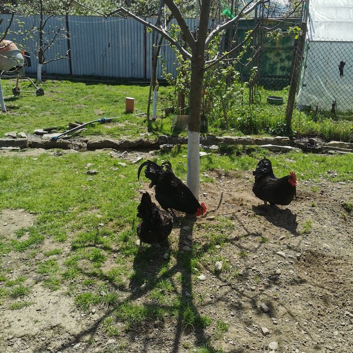 Oua de găină pentru incubat