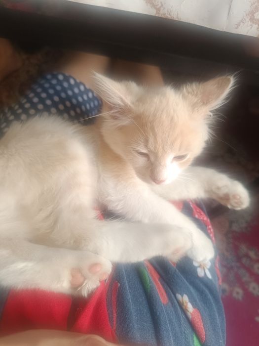 Отдам даром котёнка