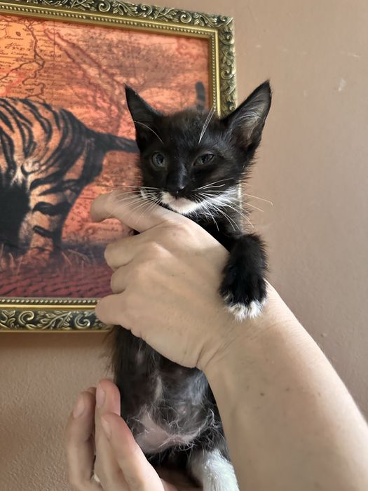 Отдам котят в хорошое руки