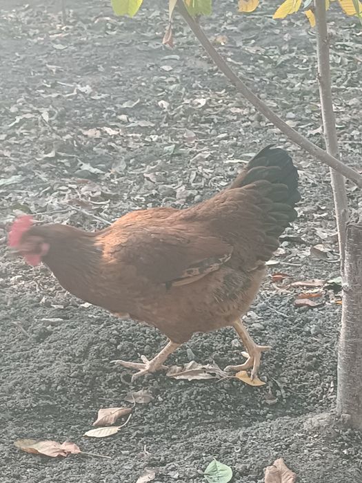 Корейский зот Хан хяп уруғланган тухумлари сотилади ва буюртма оламиз