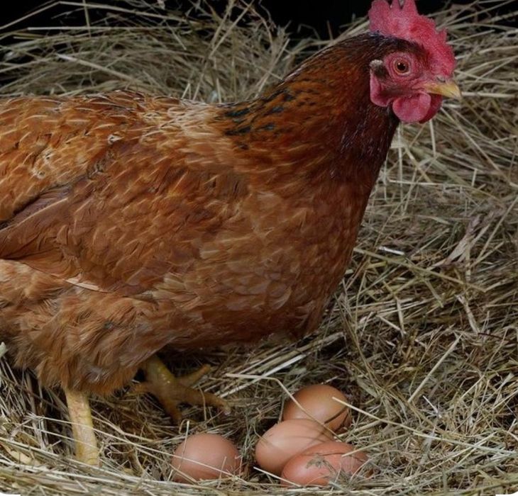 Несушки Ломан Браун