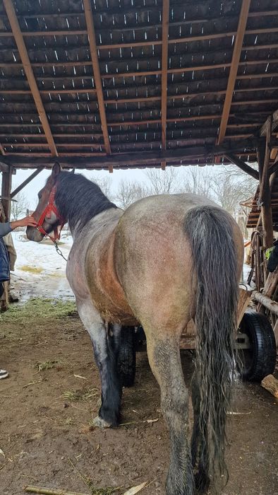 Cal de vânzare bun de tras