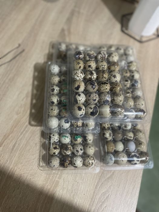 Vand oua prepelite ( pt consum)