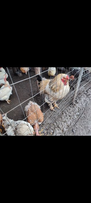 Vând: COCOȘ de anul acesta