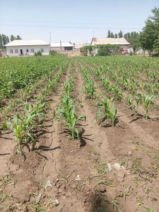 Yer uchastkasi sotiladi