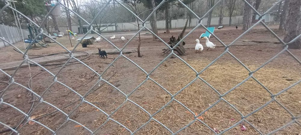 Продавам зайци, петли и патици за консумация + декоративно козле