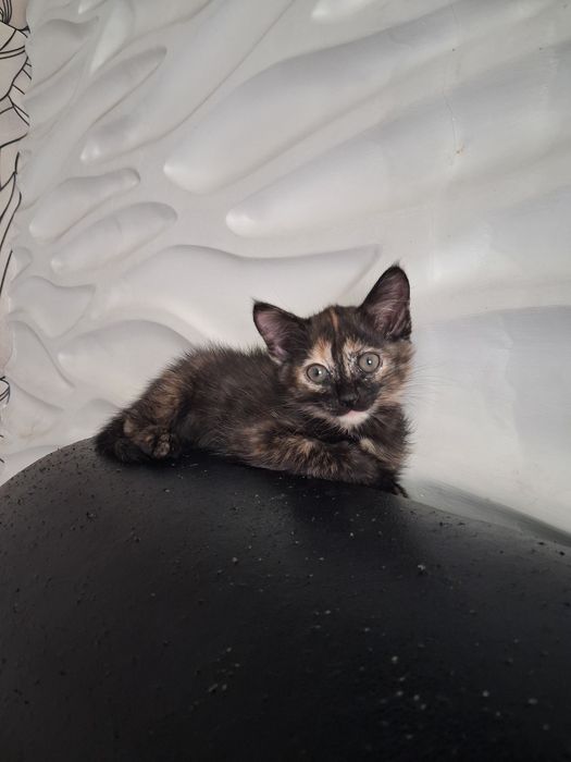 Котёнок девочка ,два месяца