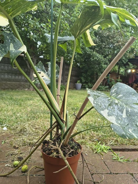 Monstera Thai Constellation