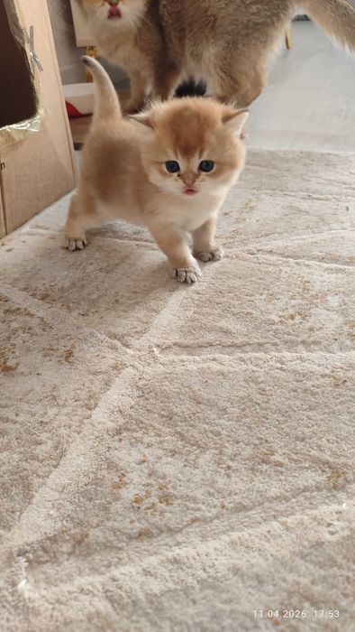 Готовится к продаже котята Золотые Шиншиллы