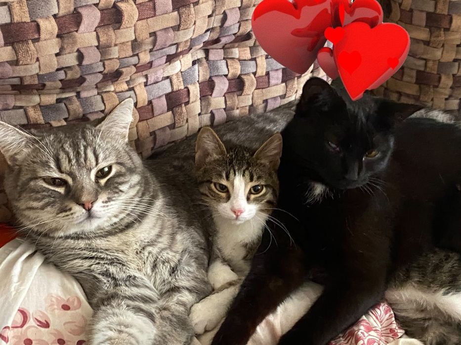 Котик в любящие руки