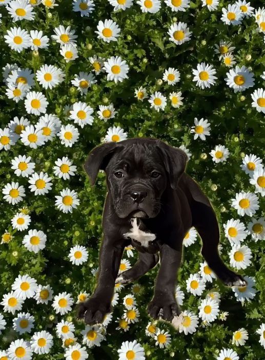 Перспективные щенки Кане Корсо!