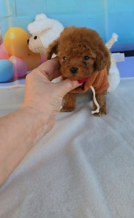 Пудел tea cup с документ за произход-5 поколения назад