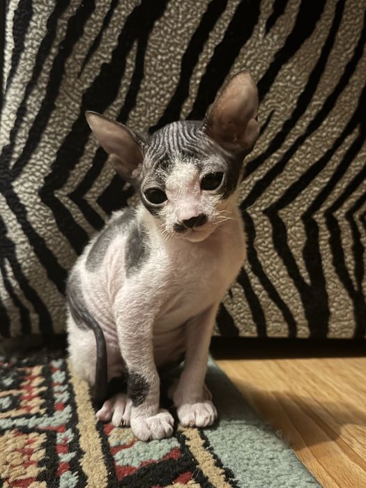 Продаются котята сфинкс девочки