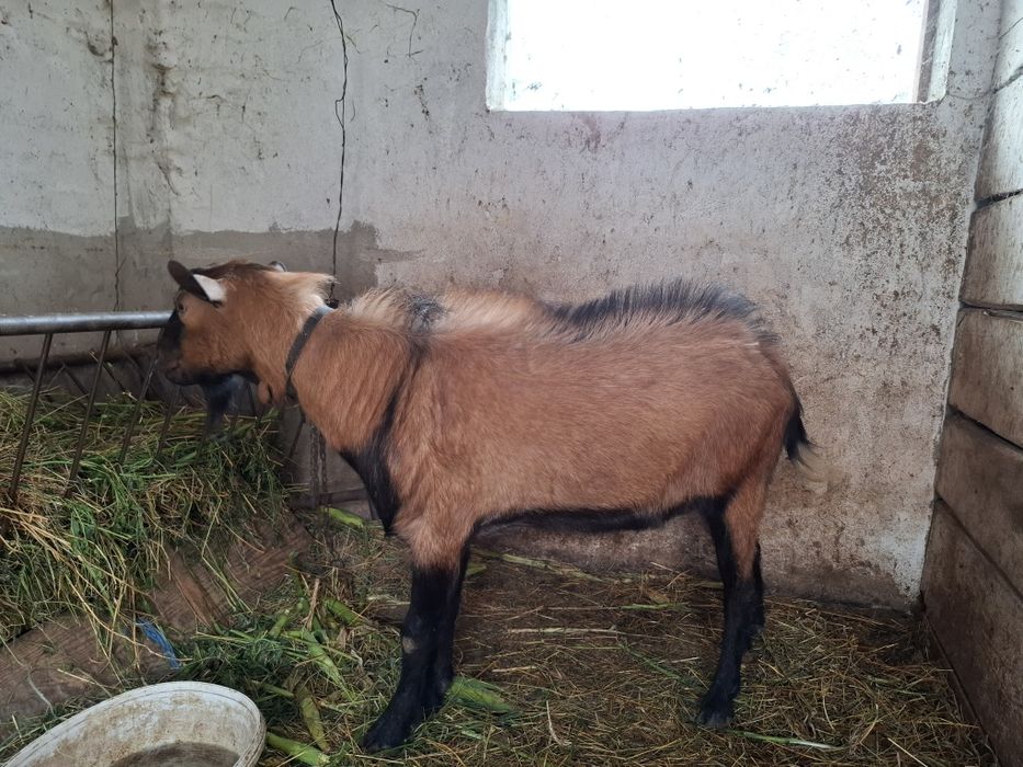 Iedute si tapisori de vanzare
