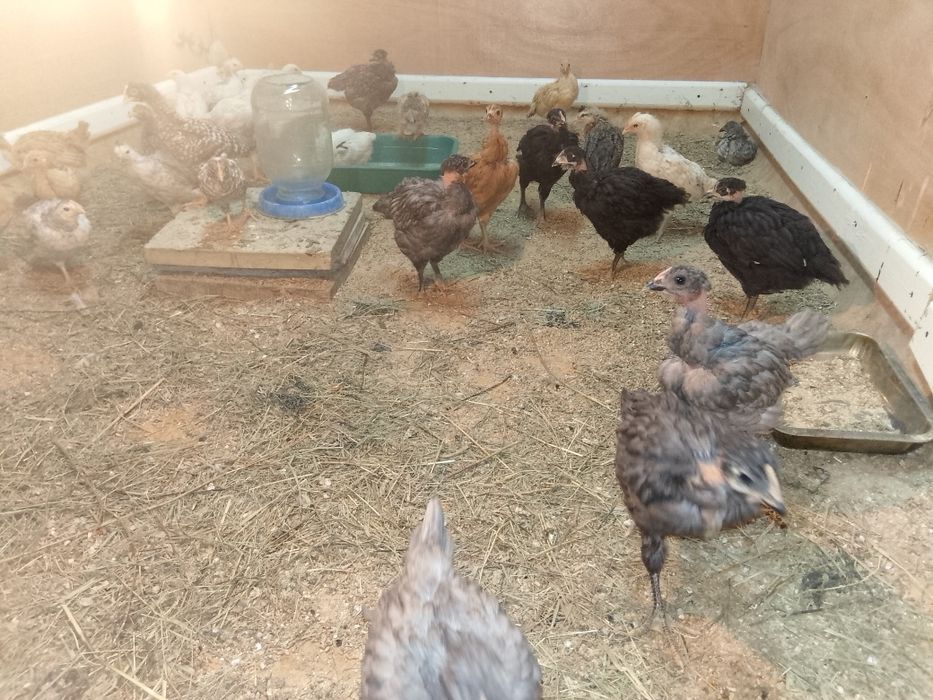 Продам домашних цыплят