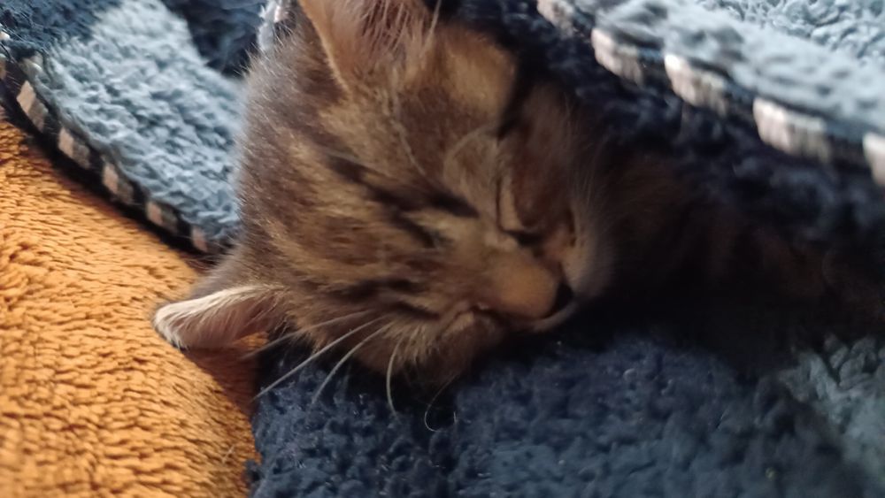 Котенок без породный