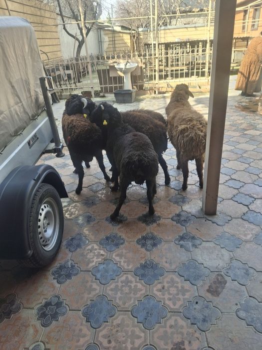 Тоқты Қошқарлар бар