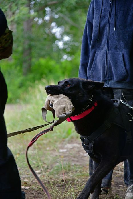Вязка, кобель ВЕО