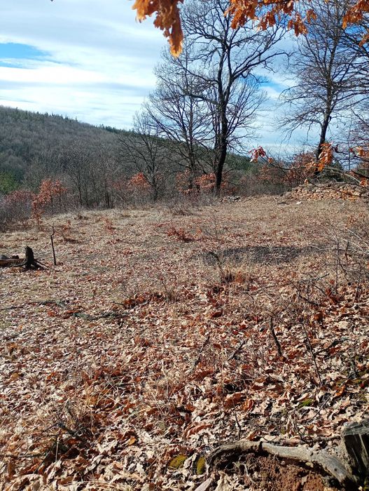 Имот в с.Дреново