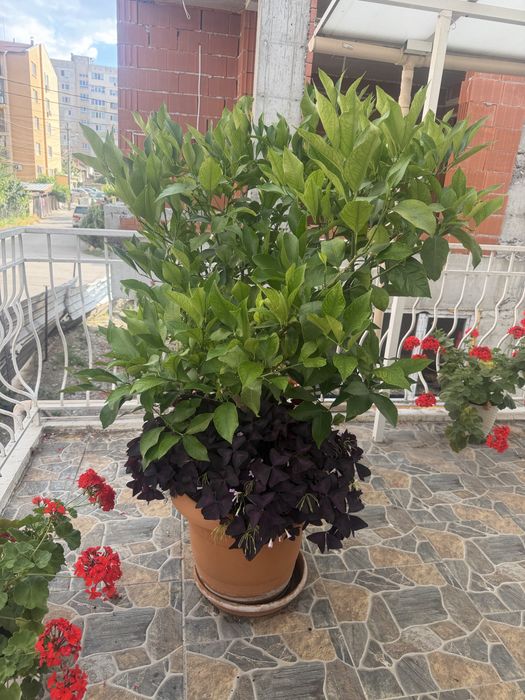 Продавам кактус Euforbia ingens,Лимон раждащ