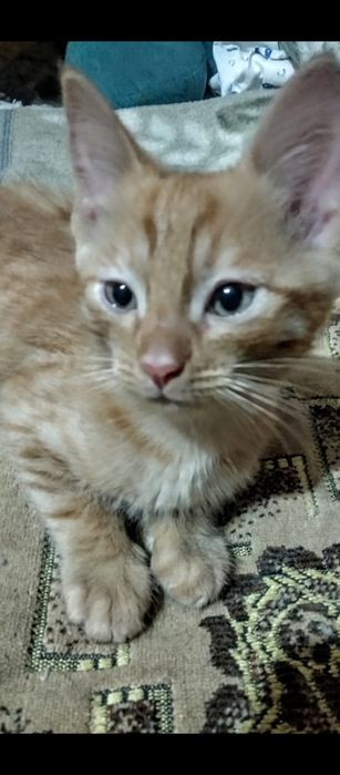 Котенок в добрые руки