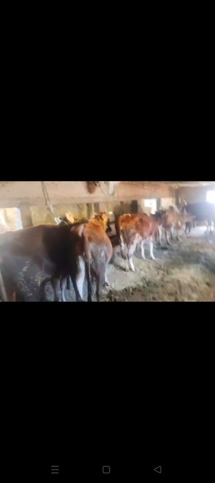 Семіз сиырлар откормда турган
