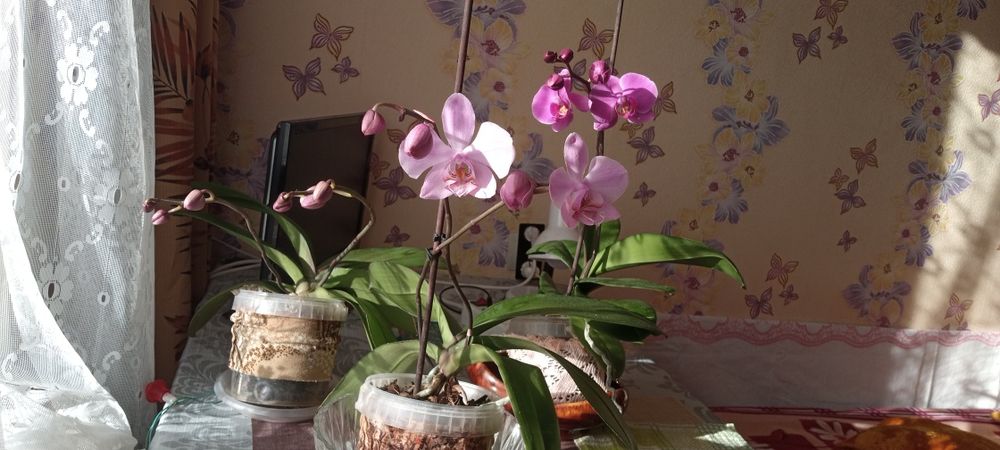 Орхидея Фаленопсис