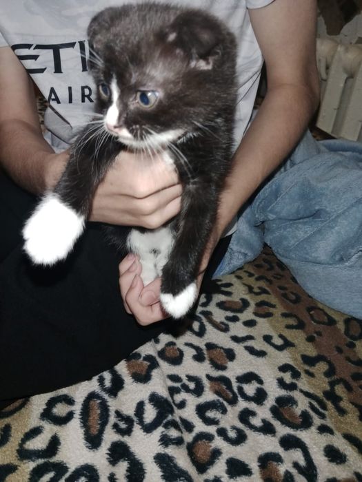 Отдам котят мальчики