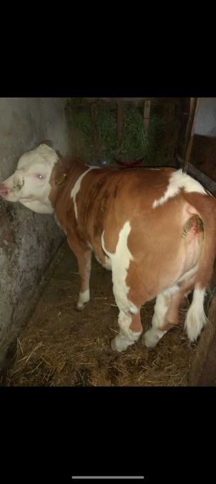 Vând vițeauă Bălțată