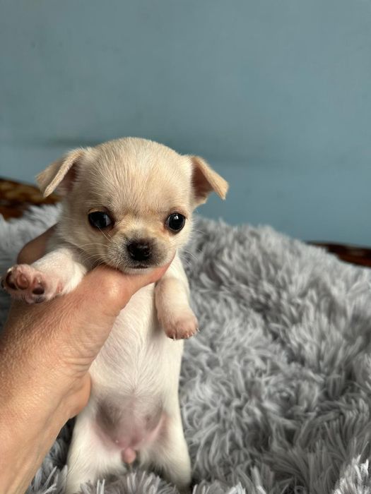 Резерв щенков чихуахуа