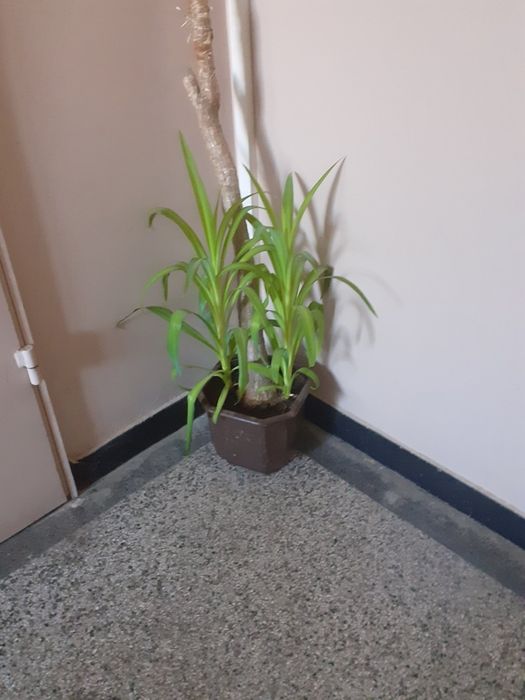 Юка. Растение тип палма.