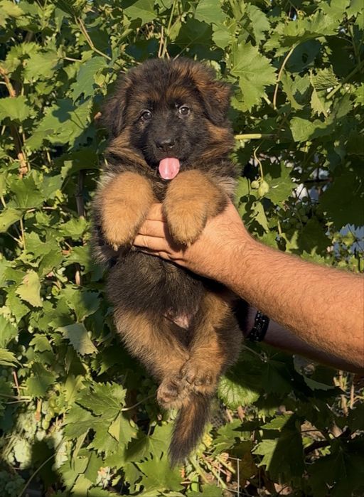 Mascul ciobanesc german cu par lung