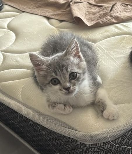 Котенок отдаем бесплатно