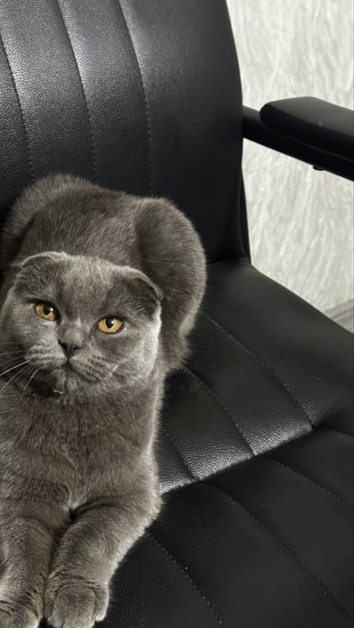 Скоттиш Фолд (Только в хорошие руки)