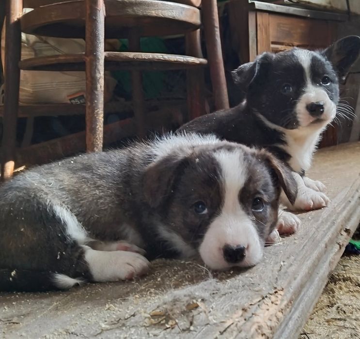 Милые малыши вельш корги