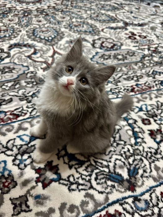 Отдам котят в добрые руки!