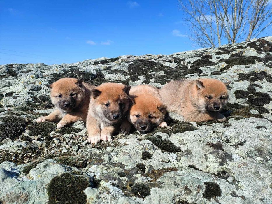 Продавам кученца Шиба Ину