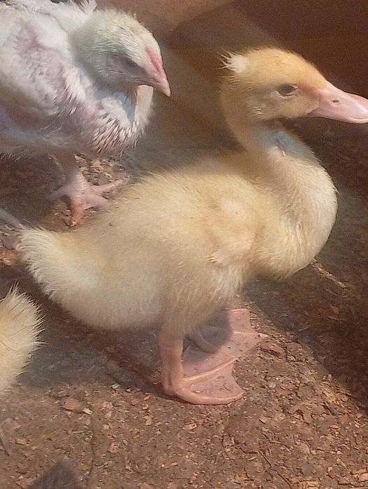 Продается утка порода бройлер