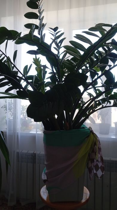 Комнатные Цветы для дома, офиса