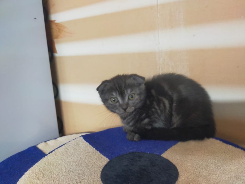 Вислоухий котенок