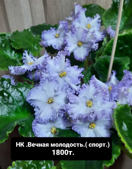 Фиалки сортовые цветущие