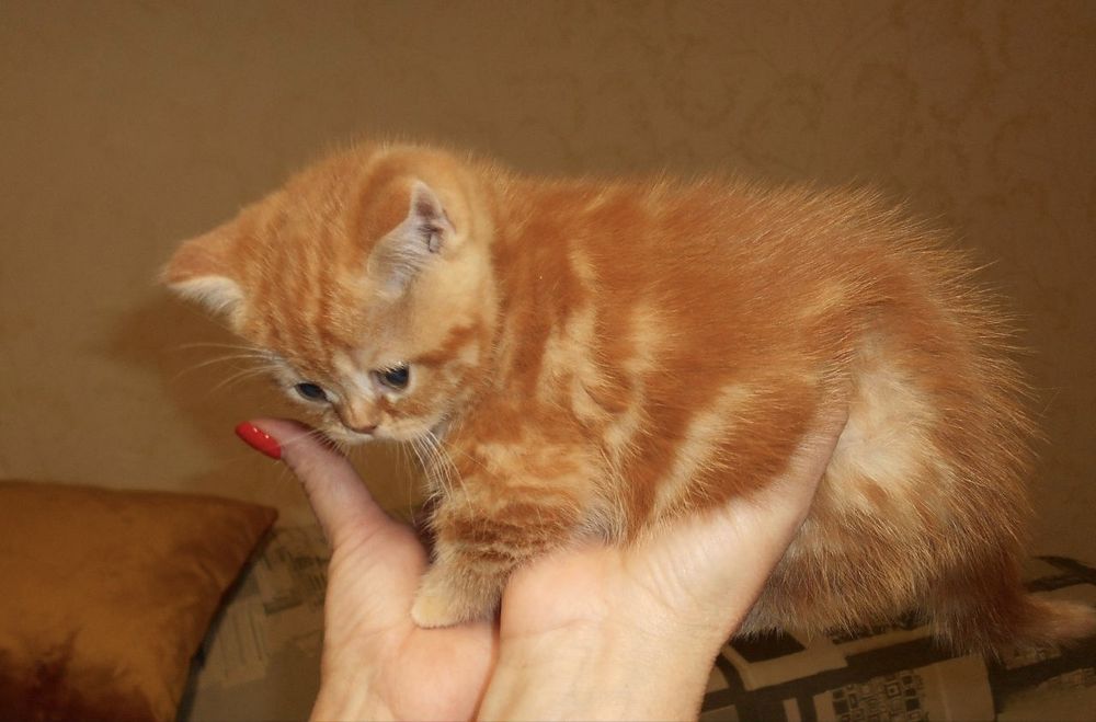 Британские рыжие котята