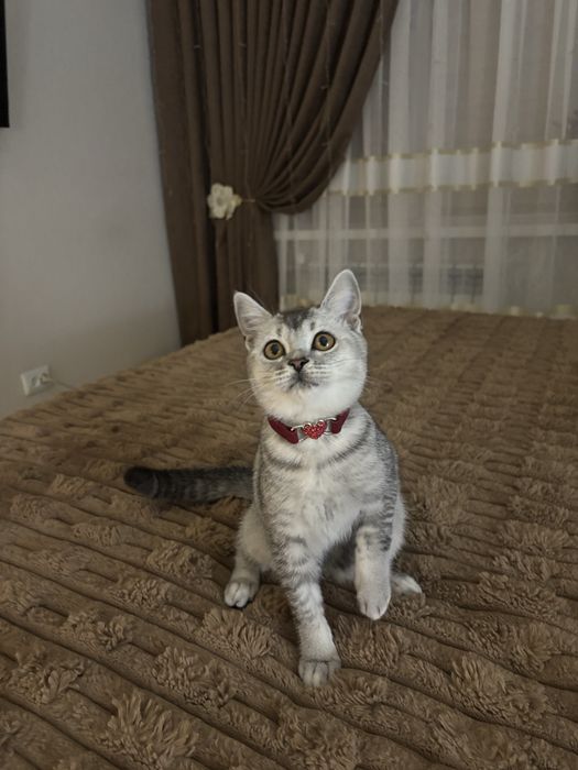 Котенок 6 месячный