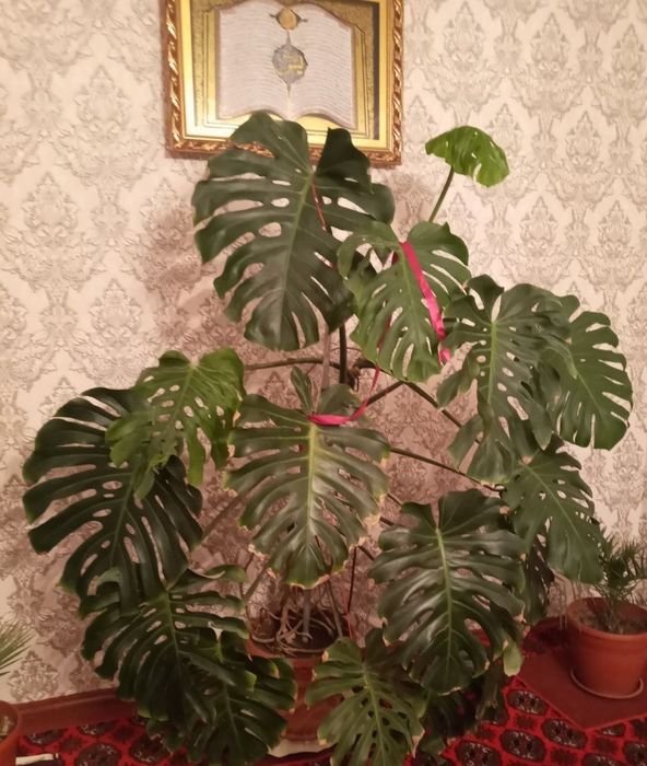 Продаётся цветы в горшке