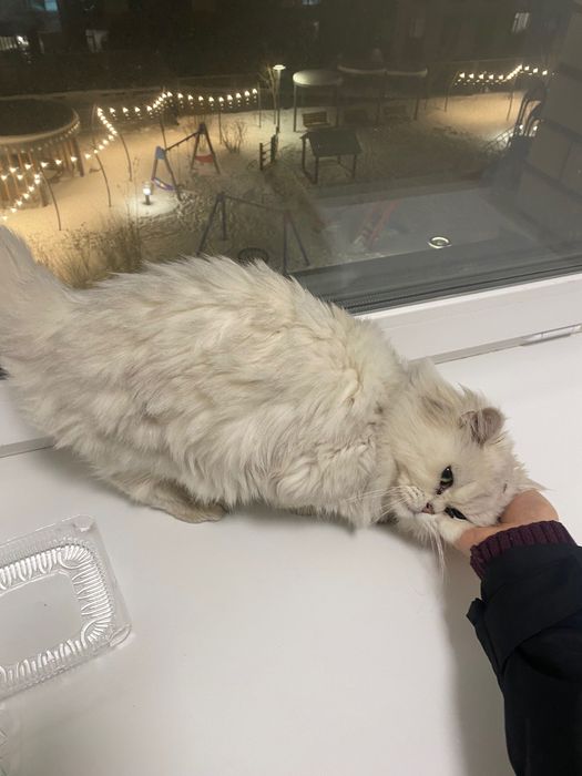 Отдам кота бесплатно