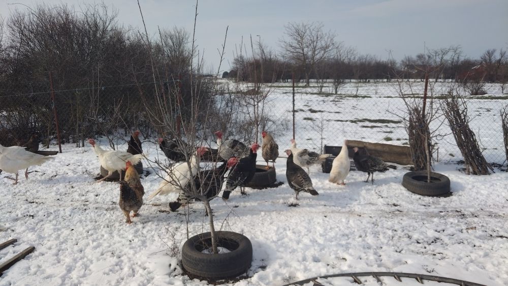 Vand toate la grămadă