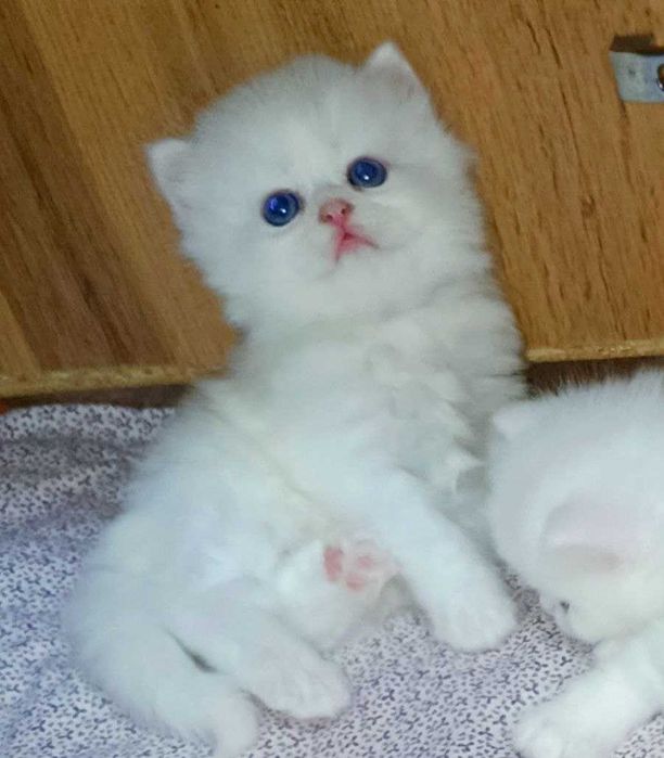 Продаются шикарные элитные  котята