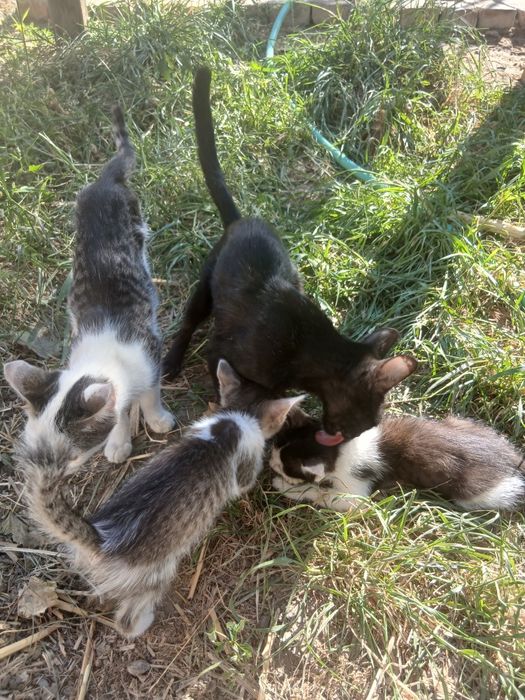 Котята в хорошие руки