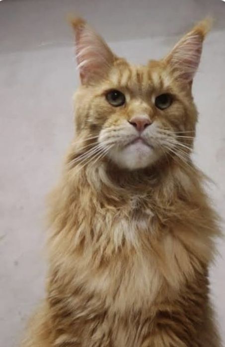 Мейн кун котята.