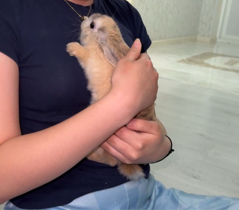 Карликовый кролик